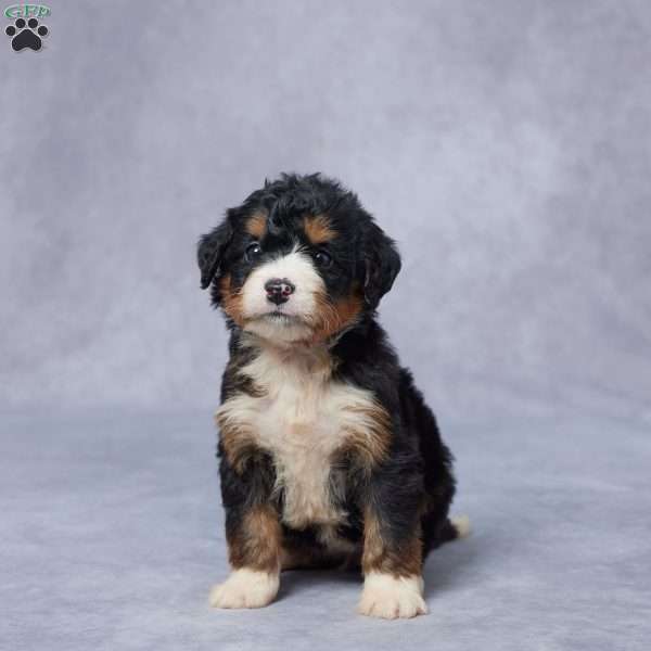 Juls, Mini Bernedoodle Puppy